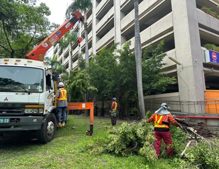 工作人員與吊車配合整理建築旁樹木